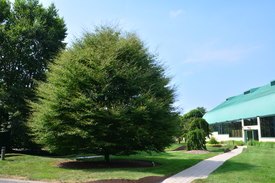 Image of Fernleaf European Beech