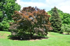 Image of Bloodgood Japanese Maple