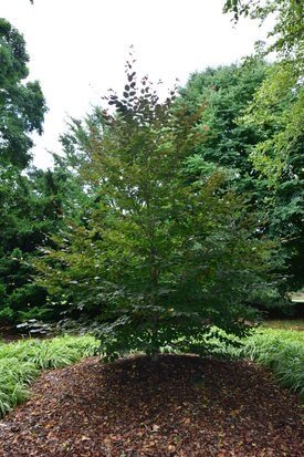 Image of Copper Beech