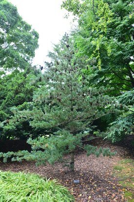 Image of Japanese White Pine