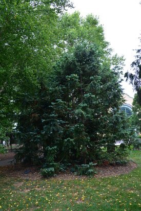 Image of Blue China Fir