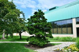 Image of Hinoki Falsecypress