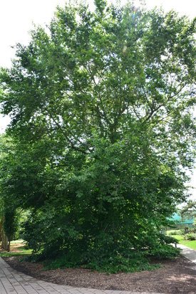 Image of American Beech