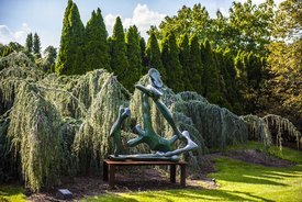 Image of Weeping Blue Atlas Cedar