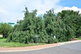 Image of Weeping European Beech