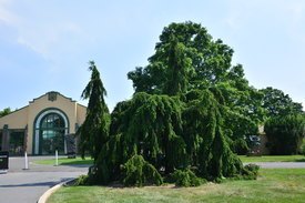 Image of Weeping Norway Spruce