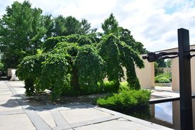 Image of Camperdown Elm