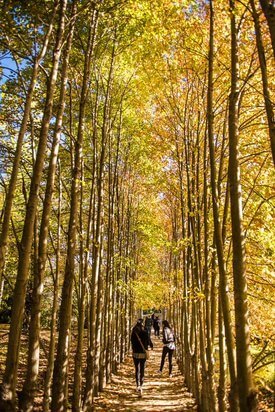 Image of Red Maple Allee