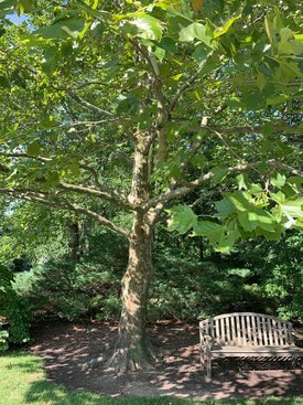 Image of American Sycamore