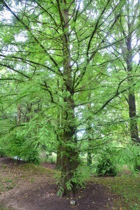 Image of Bald Cypress