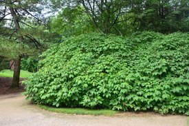 Image of Bottlebrush Buckeye