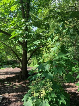 Image of Castor Space Aralia