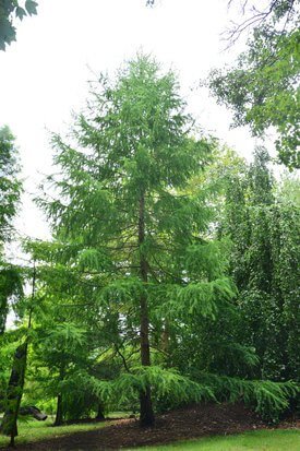 Image of Common Larch