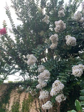 Image of Crepe Myrtle