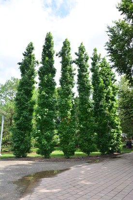 Image of American Sweetgum