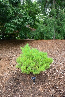 Image of Eastern White Pine