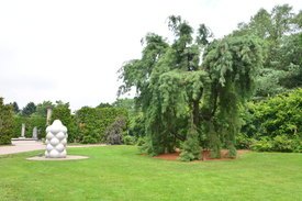 Image of Weeping White Pine