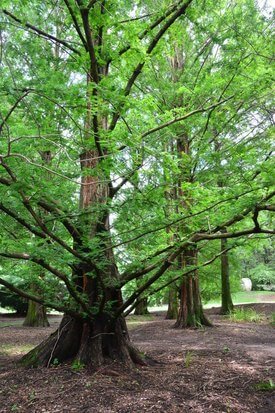 Image of Dawn Redwood