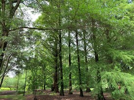 Image of Deciduous Conifer Collection