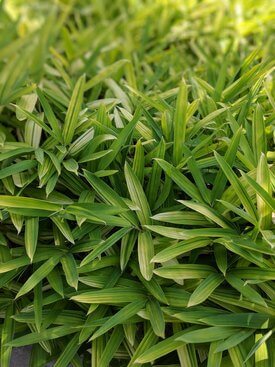 Image of Dwarf Green Stripe Bamboo