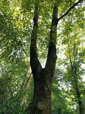Image of English Oak