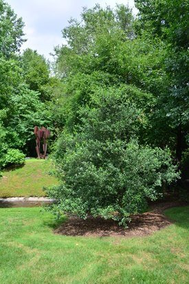 Image of Escarpment Oak