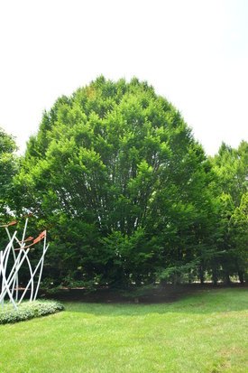 Image of European Hornbeam