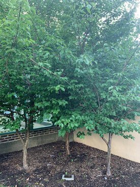 Image of Flowering Plum Tree