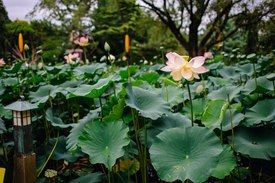 Image of Lotus Pond