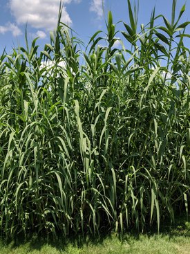 Image of Giant Reed Grass