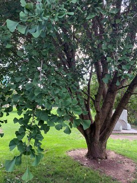 Image of Gingko