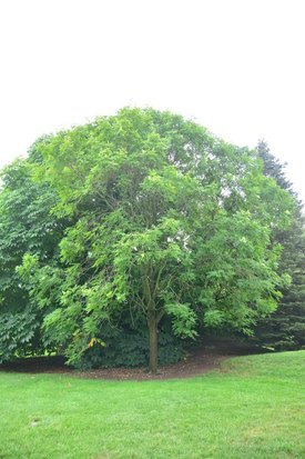 Image of Golden Raintree