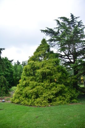 Image of Goldenthread Leaf Falsecypress