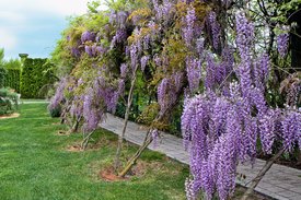 Image of Wisteria