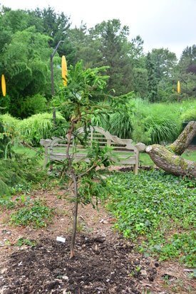 Image of Japanese Cedar