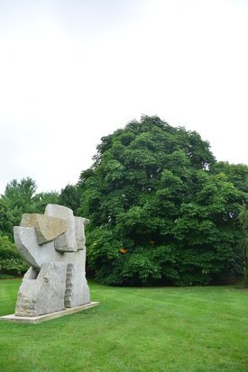 Image of Japenese Horsechestnut