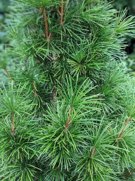 Image of Japanese Umbrella Pine