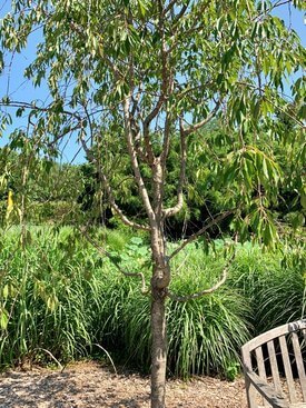 Image of Japanese Weeping Cherry