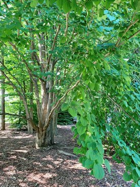 Image of Katsura Tree