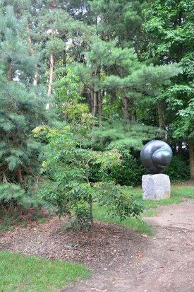 Image of Korean Sweetheart Tree