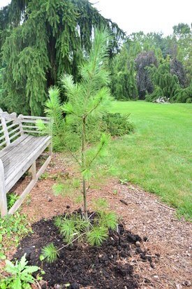 Image of Limber Pine