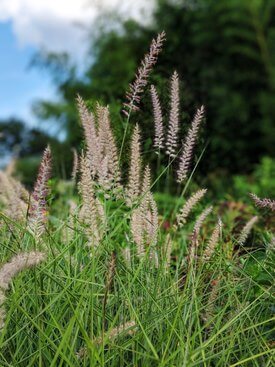 Image of Maiden Grass