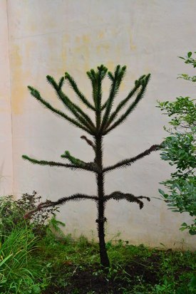 Image of Monkey Puzzle Tree