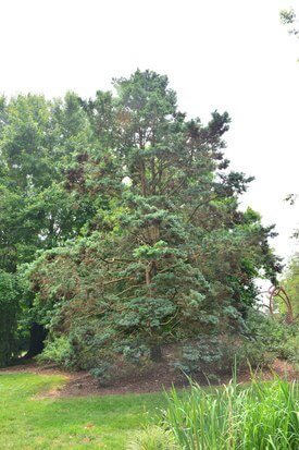 Image of Moss Sawara False Cypress