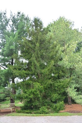 Image of Oriental Spruce