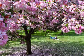 Image of Strawberry Parfait Crabapple Tree