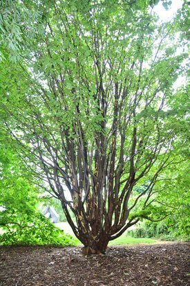 Image of Persian Ironwood