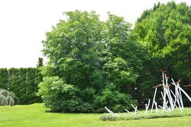 Image of Red Horsechestnut