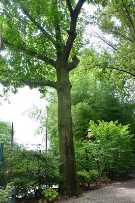 Image of Red Oak