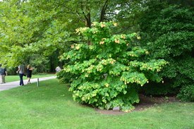 Image of Rising Sun Redbud